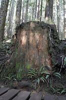 Old Giant Stump
