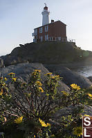 Oregon Gumplant And Fisgard Lighthouse