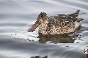 Northern Shoveler Female