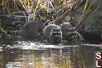 Family Searching Shallows