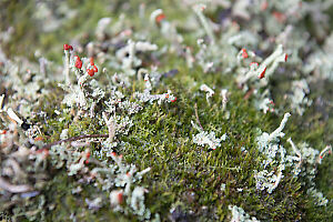 Lichen Growning Through Moss