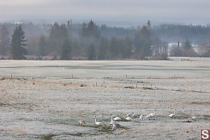Trumpter Swans On Frost Field