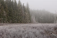 Frosty Foggy Swamp