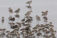 Three Types Of Shore Birds