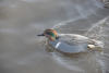 Green-winged Teal