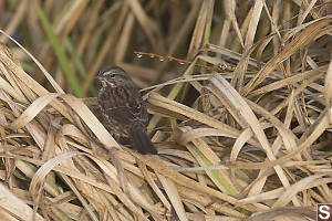 Song Sparrow In The Grass