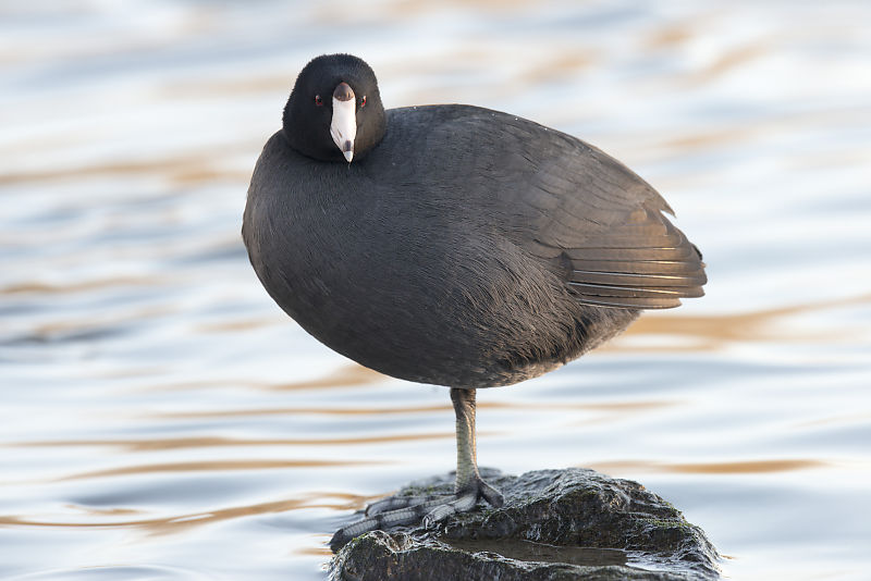 American Coot On Rock