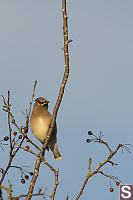 Cedar Waxwing In Hawthorn Tree