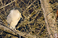 Night Heron Sleeping In Tree
