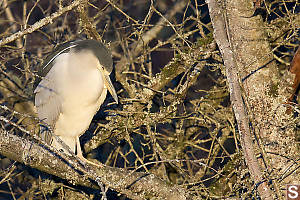 Night Heron Sleeping In Tree