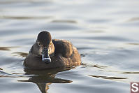 Ring Necked Duck Female