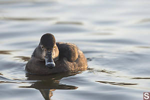 Ring Necked Duck Female