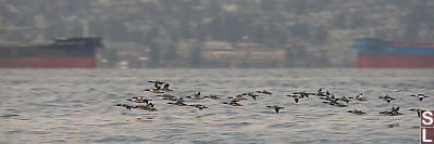 Flock Of Merganser Flying By