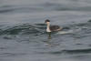 Horned Grebe