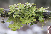 Tree Lungwort On Branch