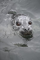 Harbour Seal Portrait