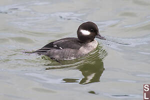 Female Bufflehead