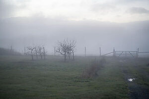Foggy Orchard