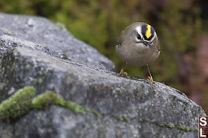 Golden Crowned Kinglet On Rock