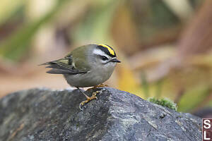 Golden Crowned Kinglet