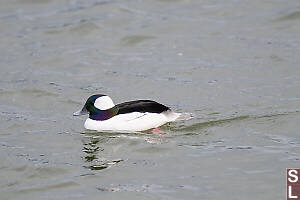 Male Bufflehead Shimmering