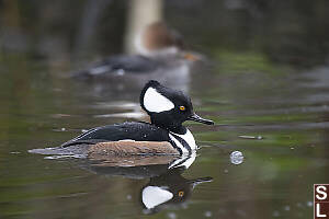 Male Hooded Merganser