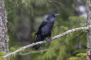Raven On Branch