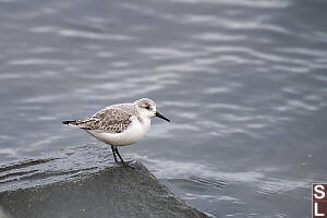 Sanderling Looking Right