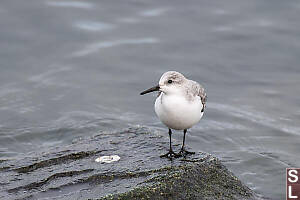 Sanderling On Corner Of Rock