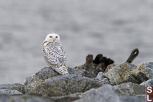 Snowy Owl Back
