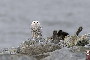 Snowy Owl Front