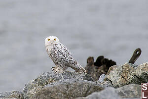 Snowy Owl Furry Talons