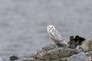 Snowy Owl Side