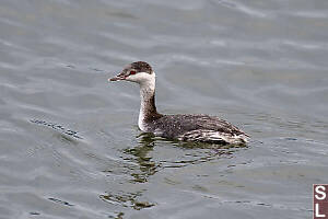 Horned Grebe Red Eye