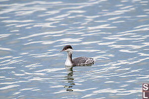 Horned Grebe With Waterdrops