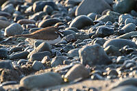Killdeer In The Rocks
