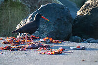 Oyster Catcher Glowing In Morning