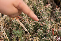 Brittle Prickly-pear Cactus