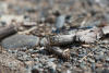 Damselfly On Ground