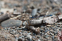 Damselfly On Ground