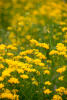 bird's-foot trefoil