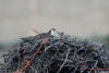 Osprey On Nest