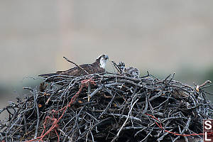 Osprey On Nest