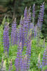 Roadside Lupins