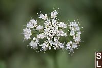 Sitka Valerian