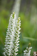 White Bog Orchid