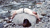 David Resting On Rock