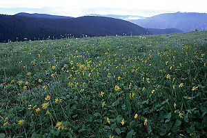 Blowing Hairy Arnica