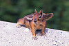 Cascade Golden-mantled Ground Squirrel