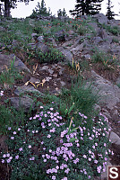 Spreading Phlox - Phlox diffusa